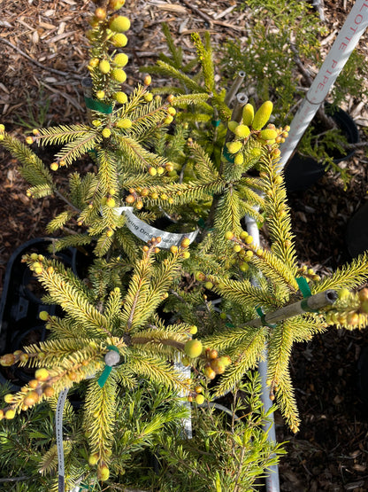 Aureovariegata Variegated Golden Black Hills Spruce Conifer Tree - Live Plant