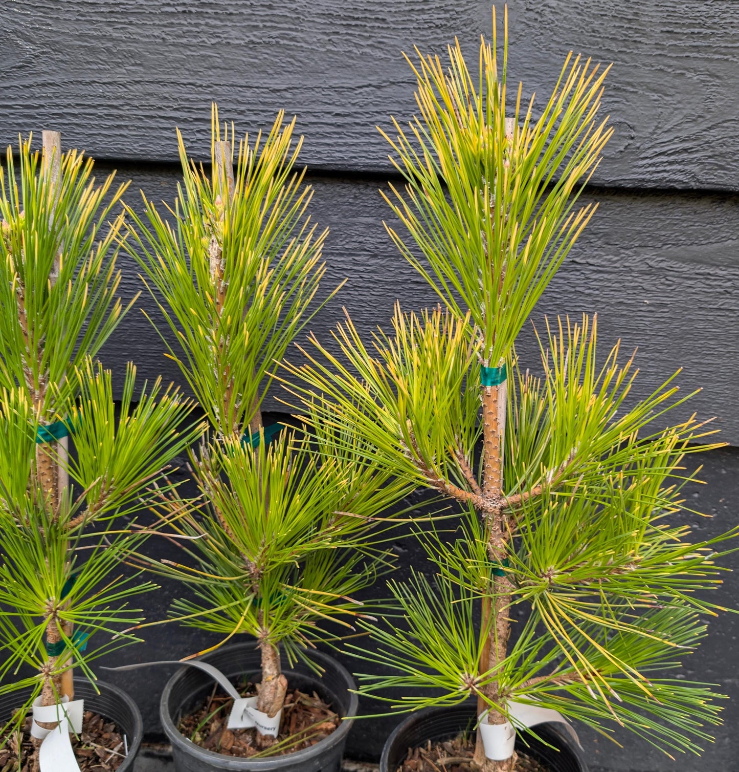 Ogon Golden Japanese Black Pine, Rare Conifer, Bonsai Starter Tree - Live Plant