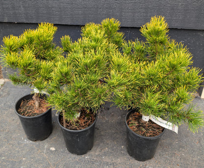 Carsten's Wintergold Dwarf Mugo Pine, Cold Hardy Conifer - Live Plant
