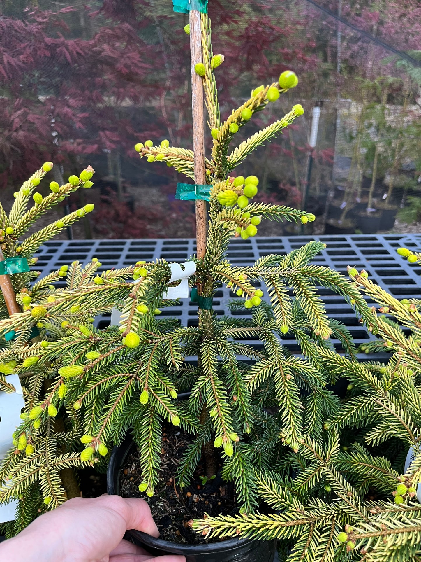 Skylands Golden Oriental Spruce, Picea Orientalis Conifer Tree - Live Plant