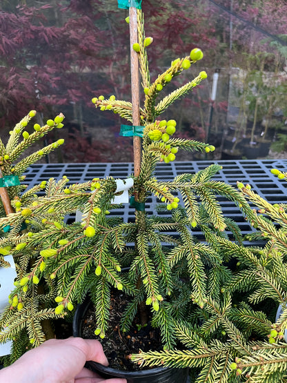 Skylands Golden Oriental Spruce, Picea Orientalis Conifer Tree - Live Plant