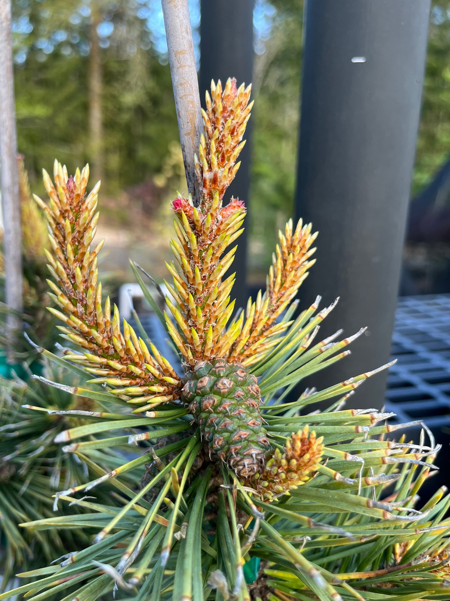 Taylor's Sunburst Rare Dwarf Variegated Lodgepole Pine Collector Conifer Tree - Live Plant