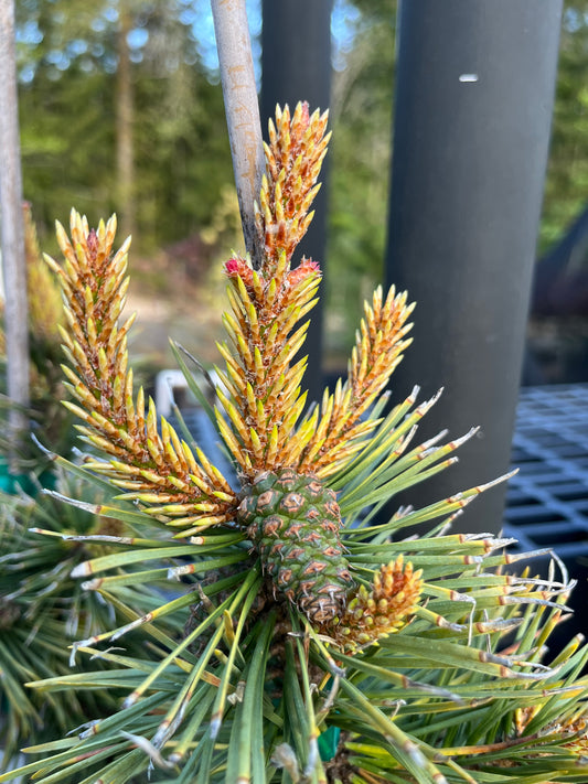 Taylor's Sunburst Rare Dwarf Variegated Lodgepole Pine Collector Conifer Tree - Live Plant