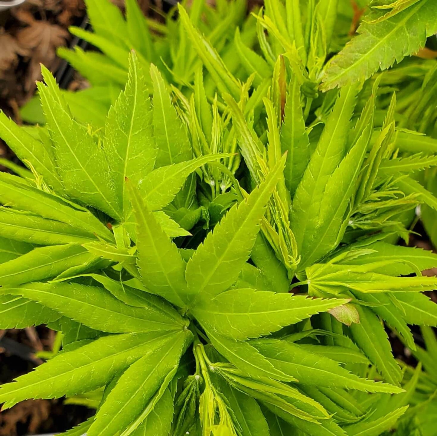 Mikawa Yatsubusa Japanese Maple Tree, Dwarf Acer Palmatum - Live Plant