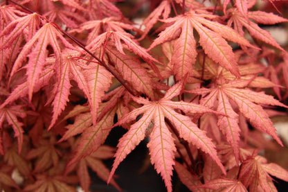 Nebula Rare Japanese Maple, Dwarf Reticulated Acer Palmatum Tree - Live Plant