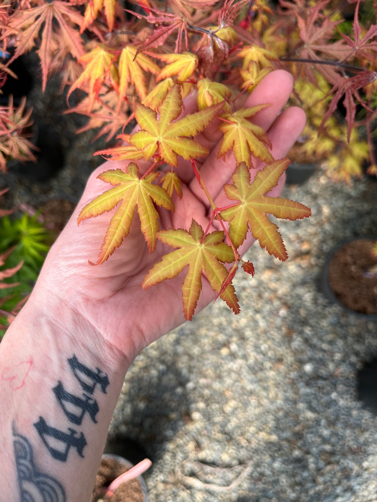 La Diabla Acer Palmatum Rare Japanese Maple Tree - Live Plant