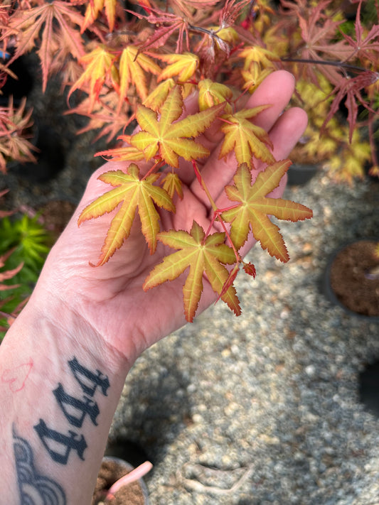 La Diabla Acer Palmatum Rare Japanese Maple Tree - Live Plant