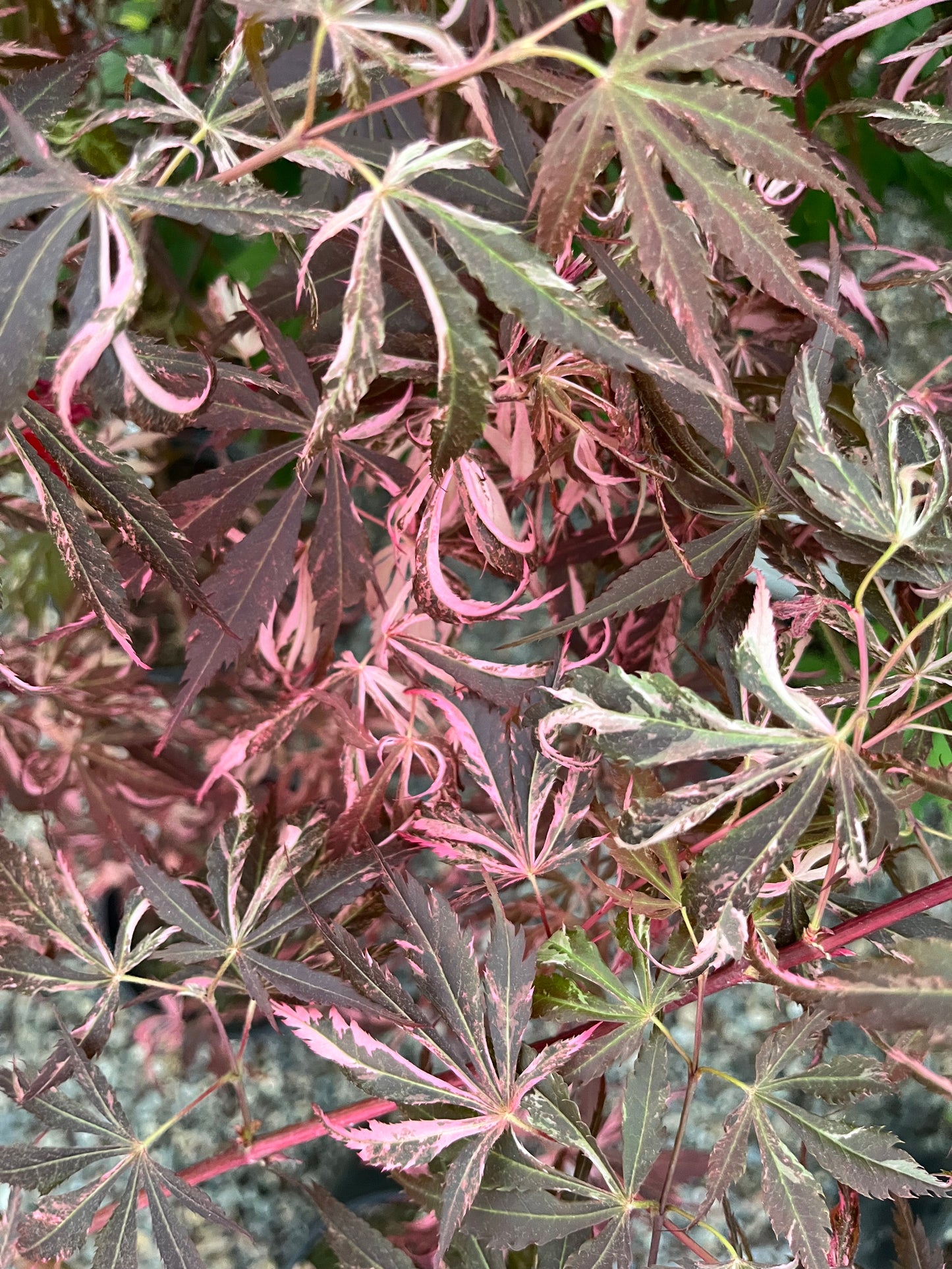 Lileeanne's Jewel Japanese Maple, Rare Variegated Acer Palmatum - Live Plant