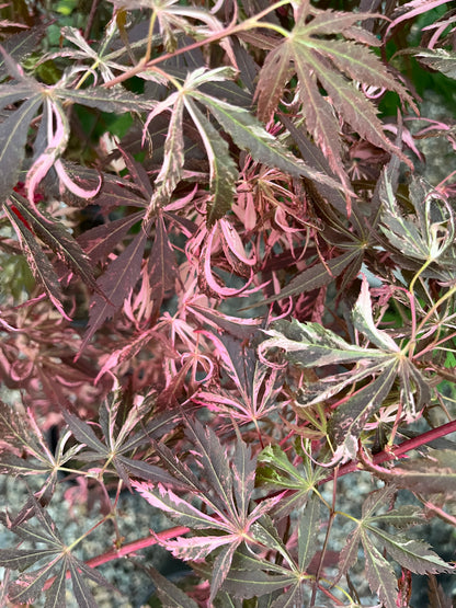 Lileeanne's Jewel Japanese Maple, Rare Variegated Acer Palmatum - Live Plant