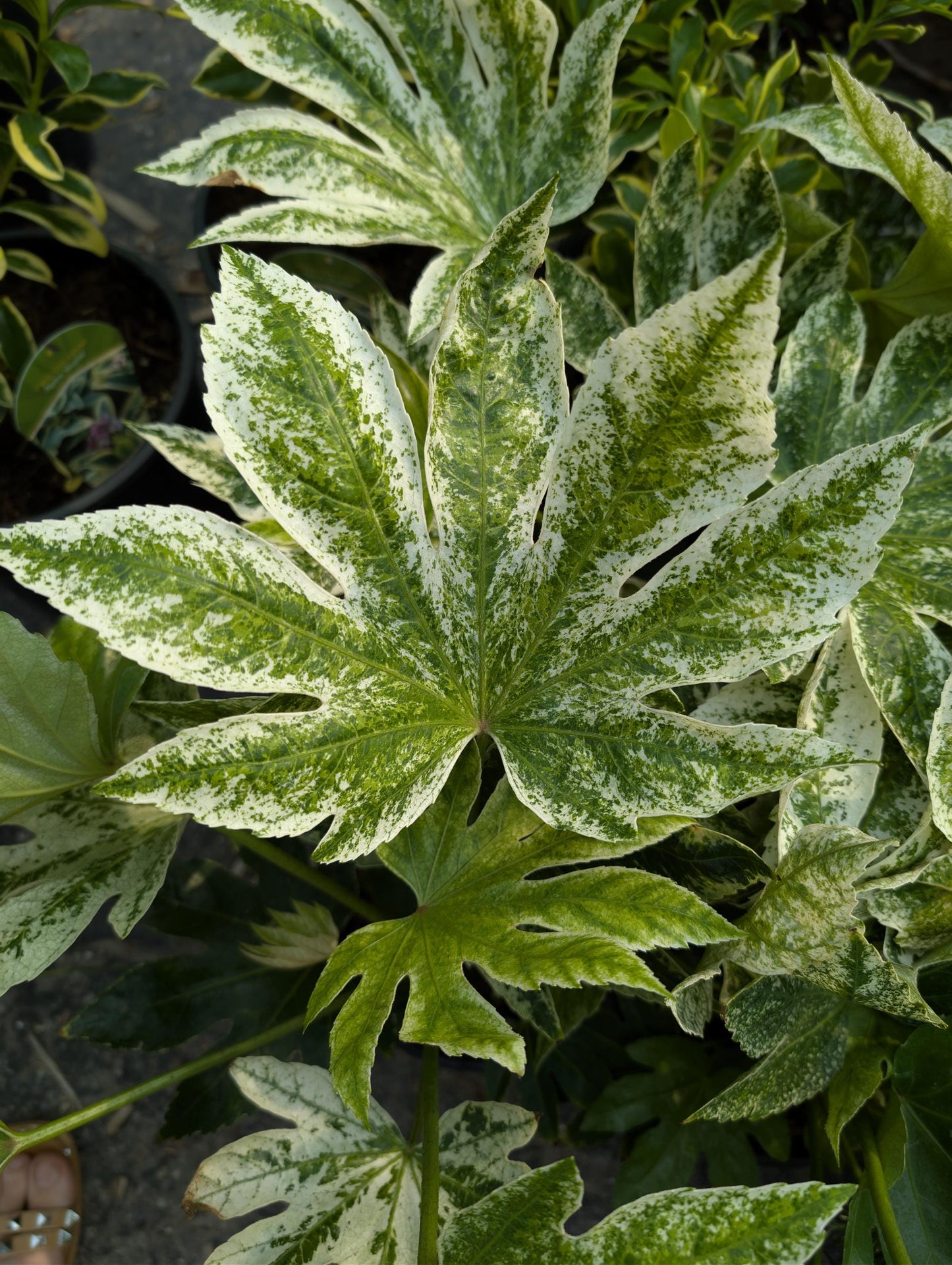 Variegated Spiders Web Fatsia Japonica, Rare Japanese Aralia Shrub - Live Plant