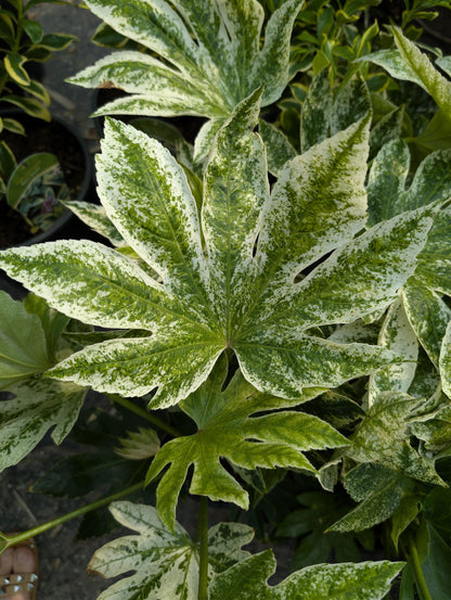 Variegated Spiders Web Fatsia Japonica, Rare Japanese Aralia Shrub - Live Plant