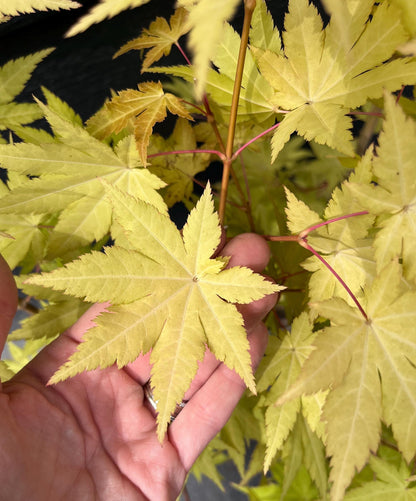 Sunny Dwarf Golden Full Moon Japanese Maple Tree - Live Plant