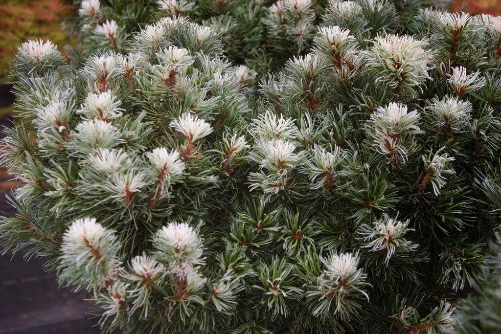 Tanima No Yuki Variegated Japanese White Pine, Rare Collector Conifer - Live Plant