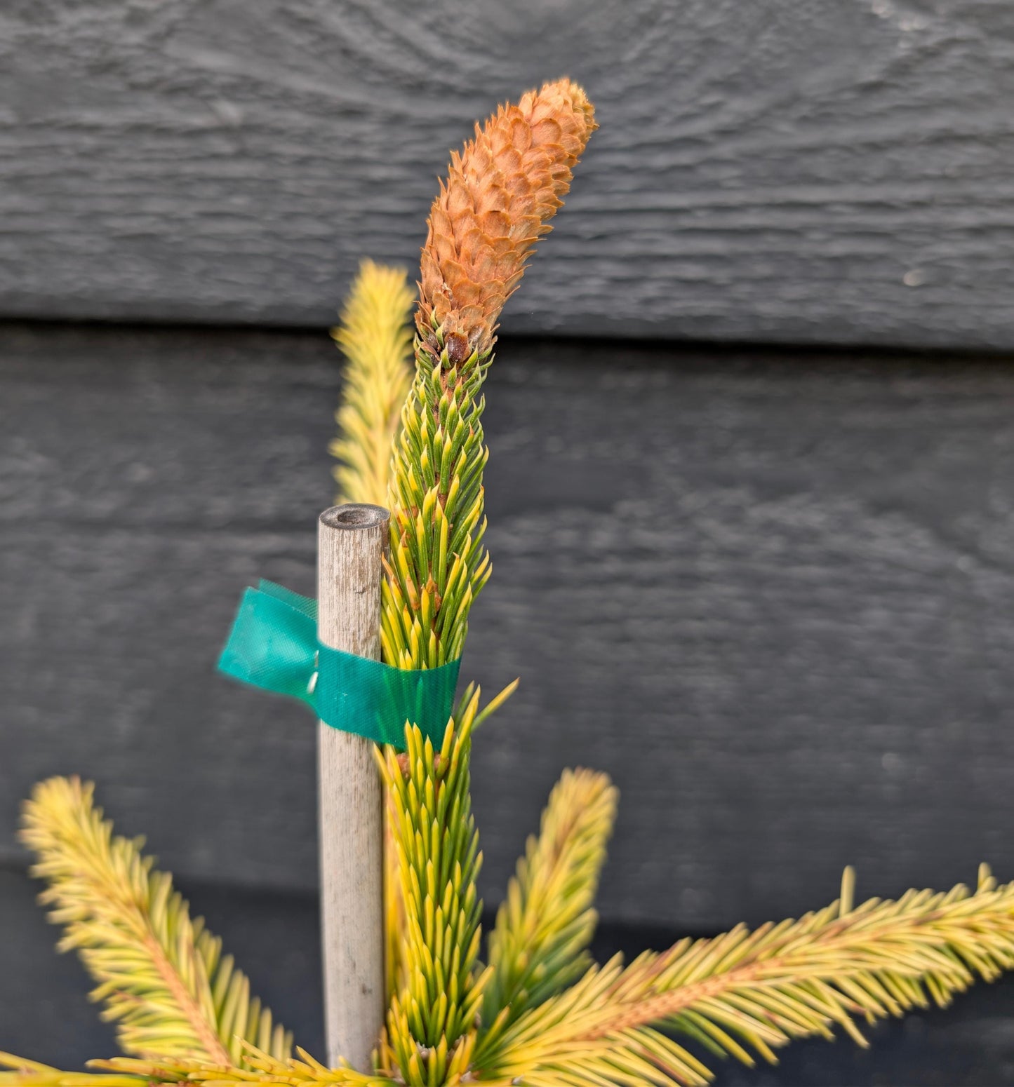 Catharine's Golden Heart Rare Golden Norway Spruce, Weeping Conifer - Live Plant
