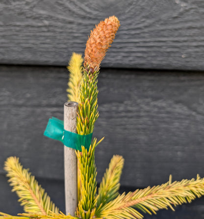 Catharine's Golden Heart Rare Golden Norway Spruce, Weeping Conifer - Live Plant
