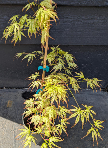 Peaches and Cream Japanese Maple, Pink Cream Variegated Acer Palmatum - Live Plant