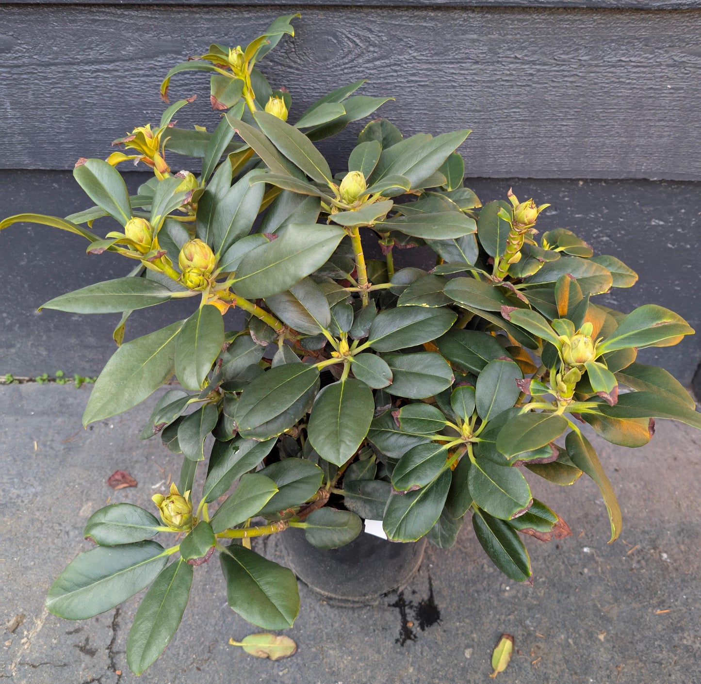 Cherry Cheesecake Rhododendron, Pink Flowering Evergreen Shrub - Live Plant