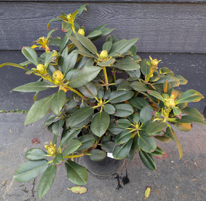 Cherry Cheesecake Rhododendron, Pink Flowering Evergreen Shrub - Live Plant