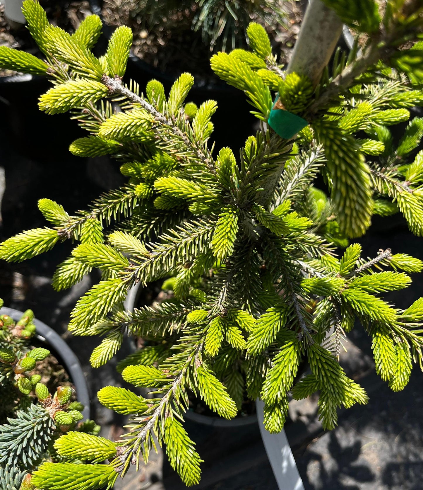 Silver Seedling Rare Variegated Oriental Spruce, Dwarf Evergreen Conifer Tree - Live Plant