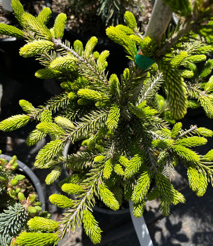 Silver Seedling Rare Variegated Oriental Spruce, Dwarf Evergreen Conifer Tree - Live Plant