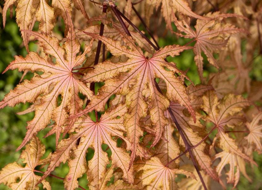 Strawberry Spring Japanese Maple Pink Reticulated Acer Palmatum - Live Plant