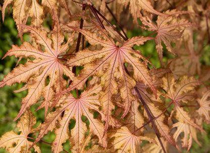 Strawberry Spring Japanese Maple Pink Reticulated Acer Palmatum - Live Plant