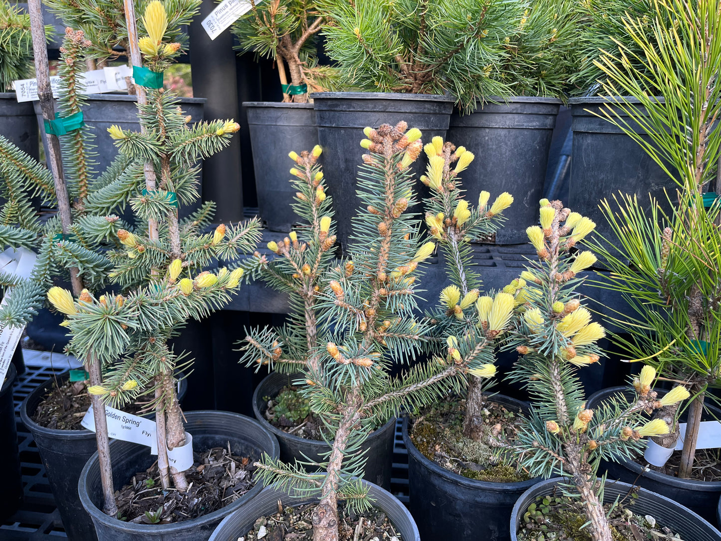 Gebelle's Golden Spring Picea Pungens, Rare Golden New Growth Blue Spruce - Live Plant