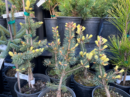Gebelle's Golden Spring Picea Pungens, Rare Golden New Growth Blue Spruce - Live Plant