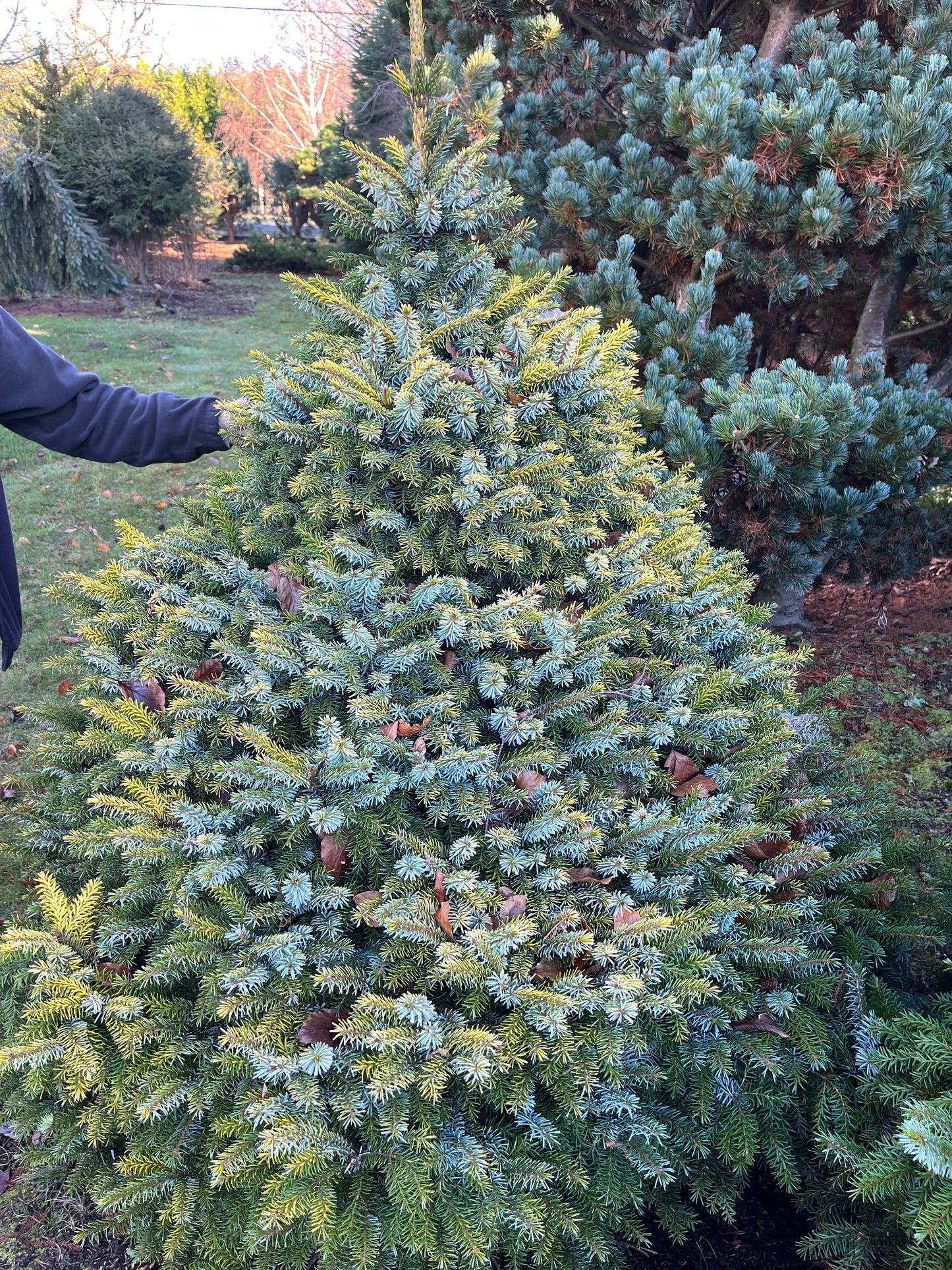 Peve Tinj Golden Serbian Spruce, Dwarf Collector Conifer Tree  - Live Plant