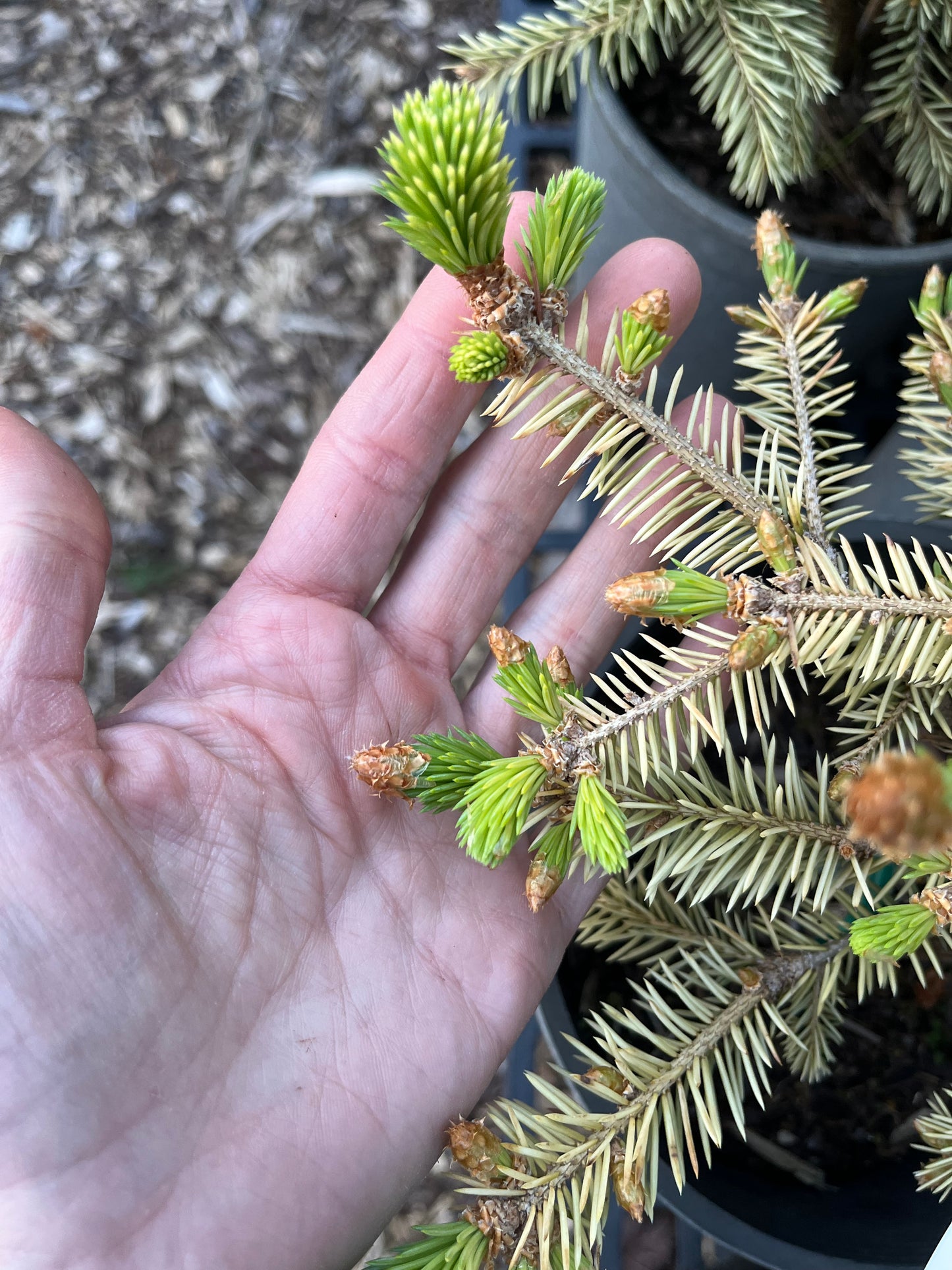 Cascade Campfire Rare Blue Spruce Tree, Dwarf Collector Conifer - Live Plant