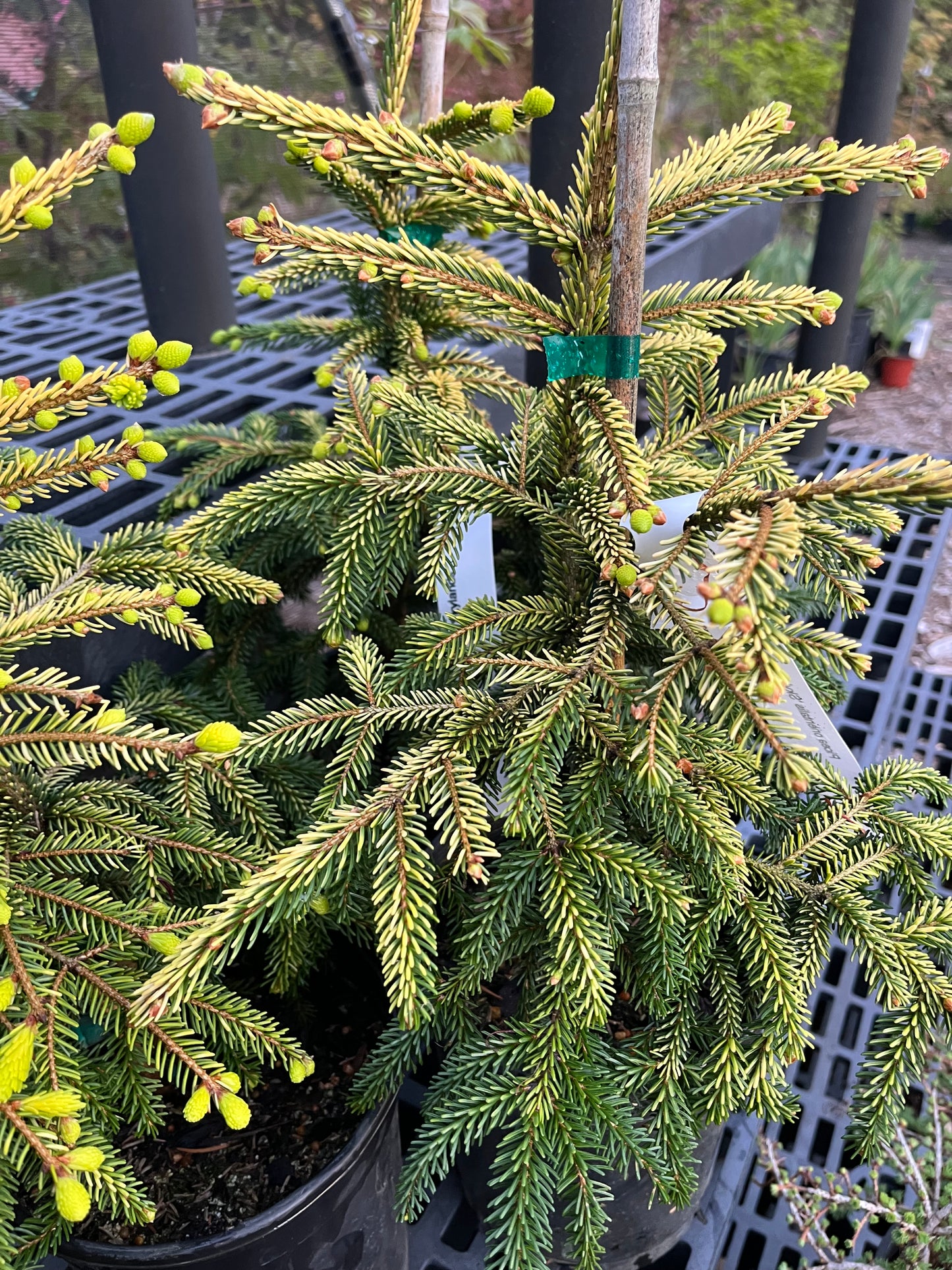 Skylands Golden Oriental Spruce, Picea Orientalis Conifer Tree - Live Plant