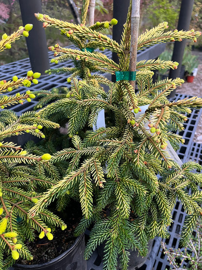 Skylands Golden Oriental Spruce, Picea Orientalis Conifer Tree - Live Plant