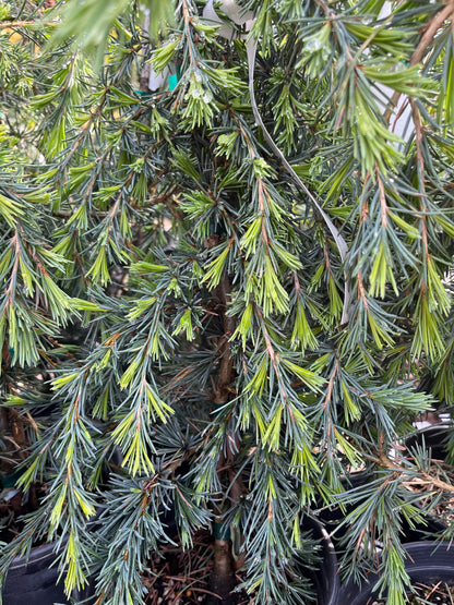 Feelin Blue Weeping Blue Deodar Cedar, Evergreen Conifer Tree - Live Plant