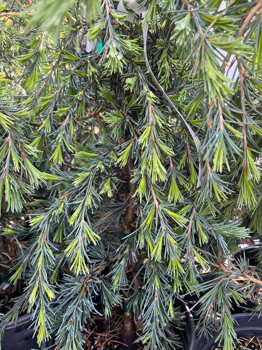 Feelin Blue Weeping Blue Deodar Cedar, Evergreen Conifer Tree - Live Plant