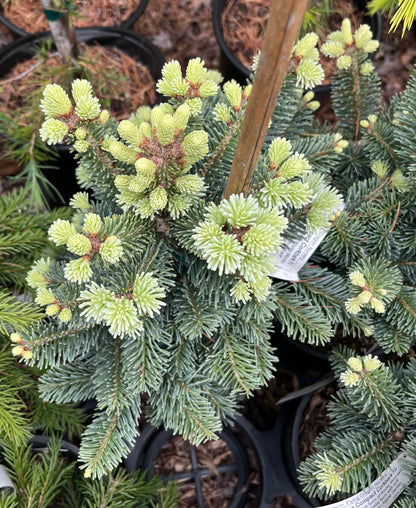 Glauca Compacta Dwarf Blue Rocky Mountain Subalpine Corkbark Fir Tree - Live Plant
