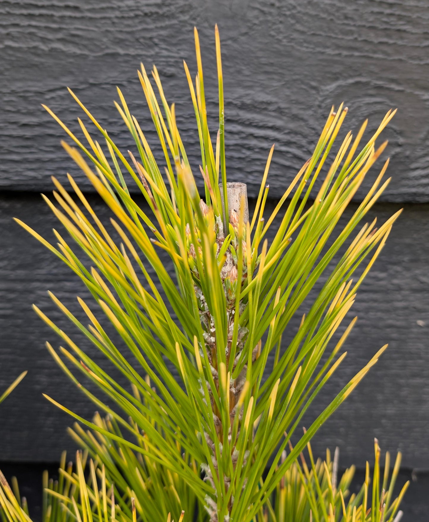 Ogon Golden Japanese Black Pine, Rare Conifer, Bonsai Starter Tree - Live Plant