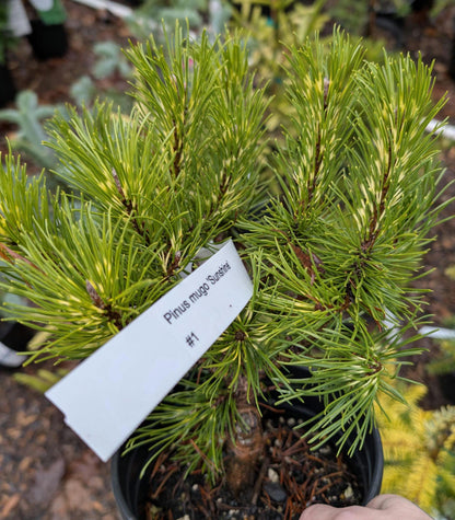 Sunshine Variegated Mugo Pine, Dwarf Conifer Bonsai Starter Tree - Live Plant