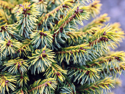 Peve Tinj Golden Serbian Spruce, Dwarf Collector Conifer Tree  - Live Plant