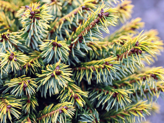 Peve Tinj Golden Serbian Spruce, Dwarf Collector Conifer Tree  - Live Plant