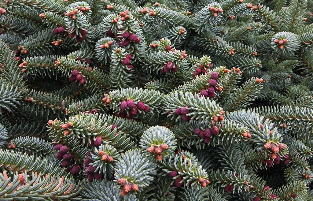 Horstmann Dwarf Blue Spanish Fir, Rare Collector Conifer Tree - Live Plant
