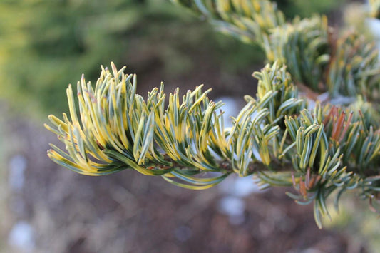 Fukai Japanese White Pine Rare Variegated Dwarf Conifer Tree - Live Plant