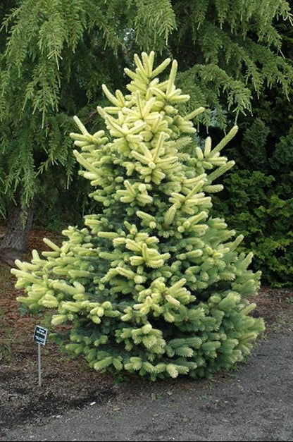Gebelle's Golden Spring Picea Pungens, Rare Golden New Growth Blue Spruce - Live Plant
