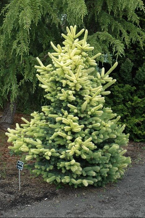 Gebelle's Golden Spring Picea Pungens, Rare Golden New Growth Blue Spruce - Live Plant