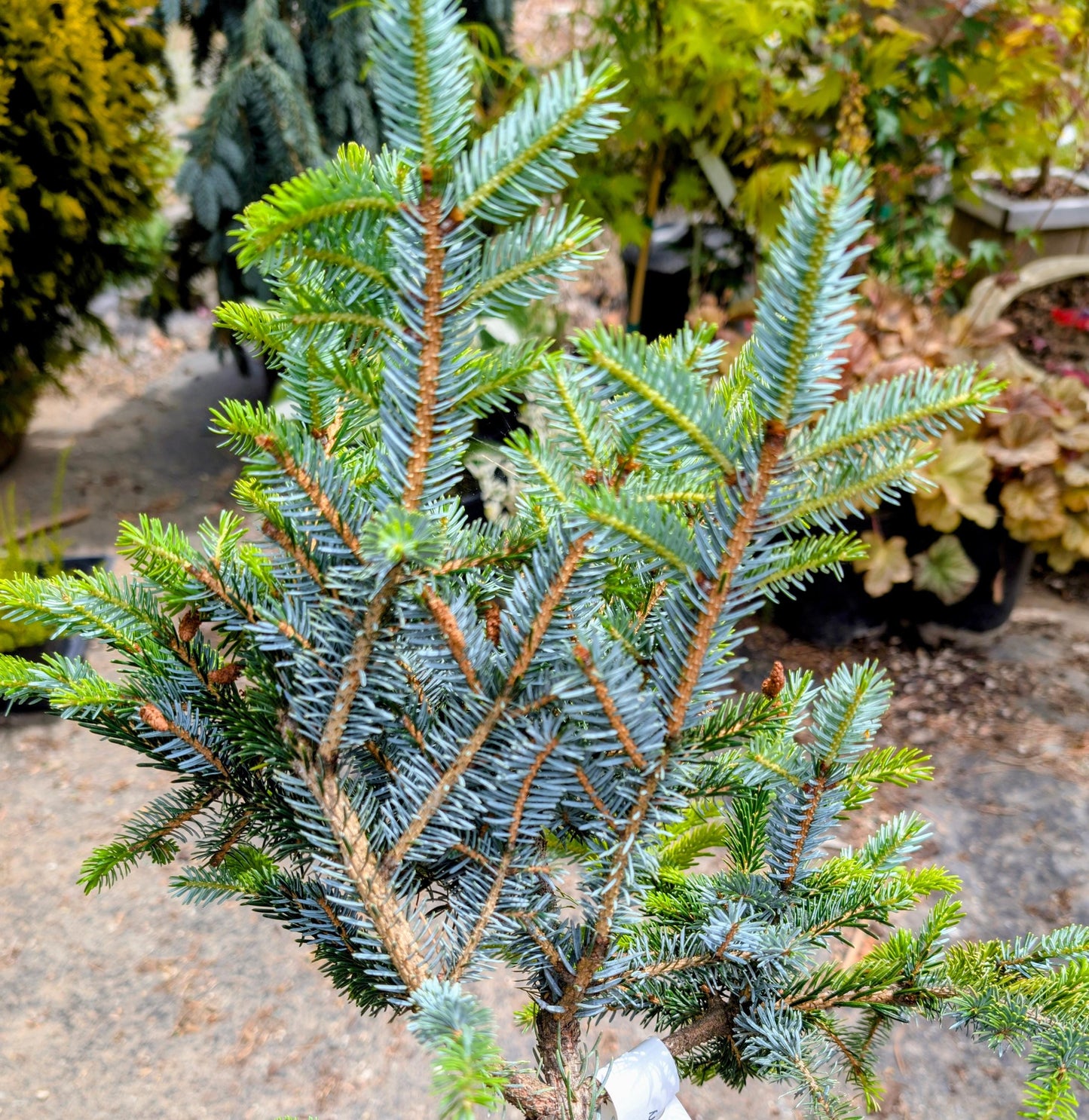 Howell’s Dwarf Tigertail Spruce, Picea Bicolor Conifer,  Unique Purple Cones - Live Plant