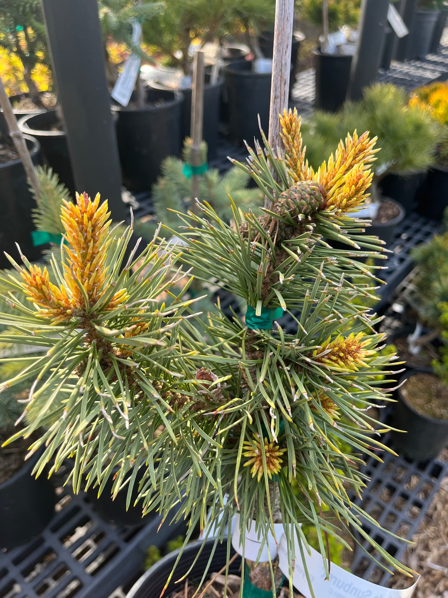 Taylor's Sunburst Rare Dwarf Variegated Lodgepole Pine Collector Conifer Tree - Live Plant