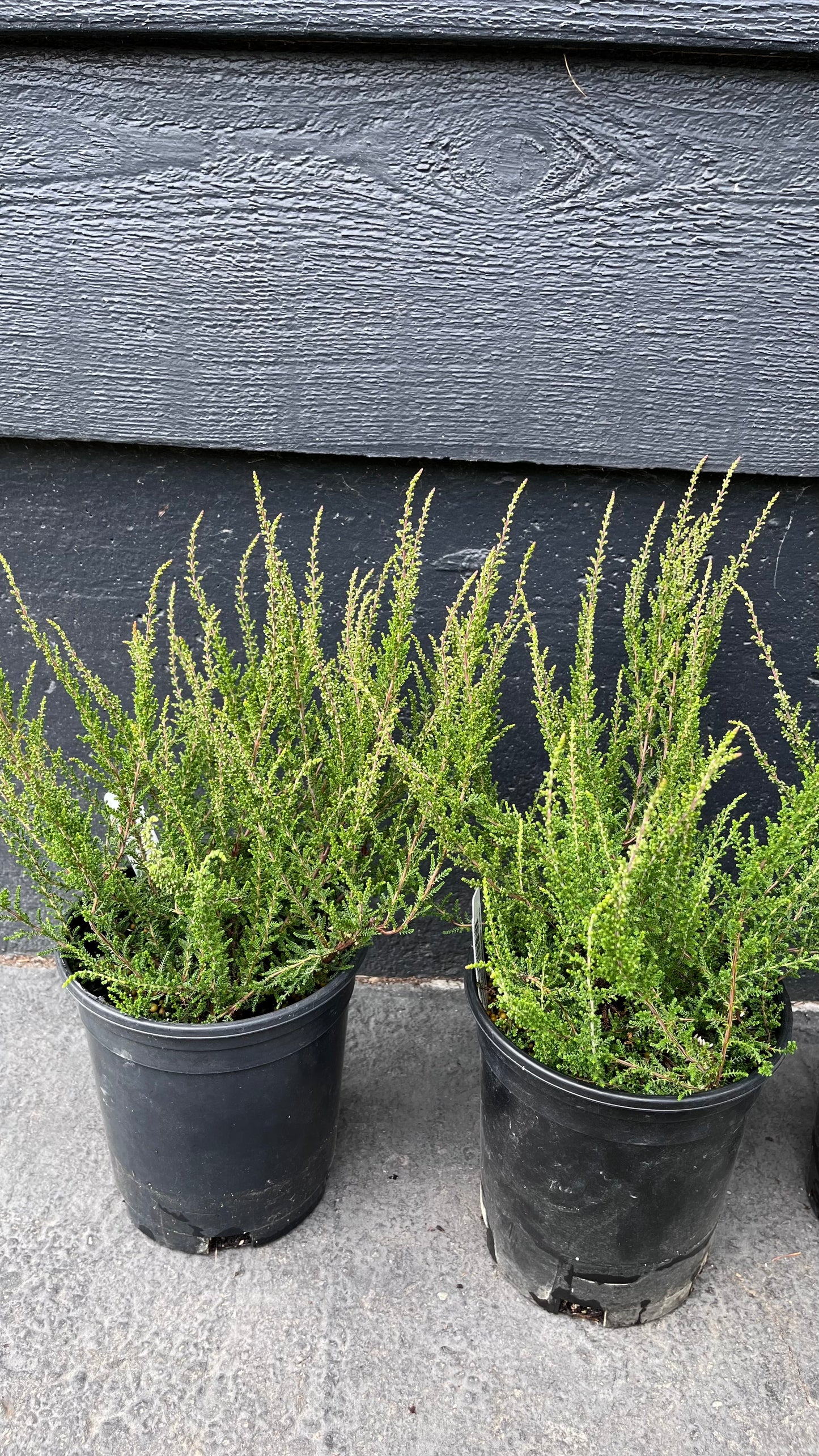 Melina Lights Pink Heather, Calluna Vulgaris Dwarf Flowering Shrub - Live Plant