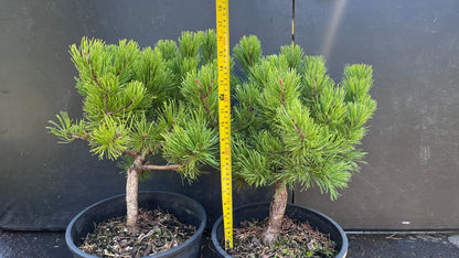 Starkl Rare Golden Mugo Pine, Dwarf Compact Evergreen - Live Plant