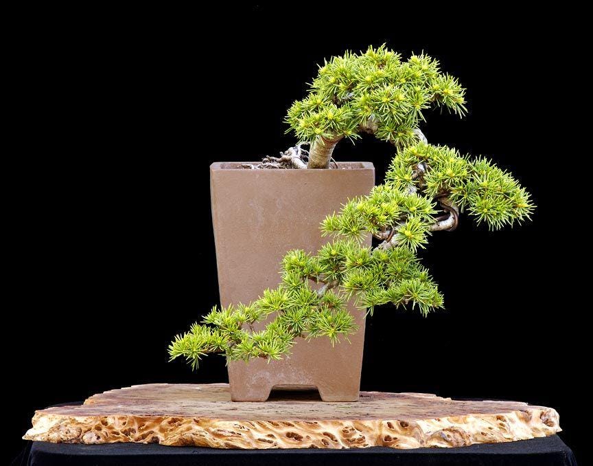 Green Prince Cedar of Lebanon, Dwarf Bonsai Evergreen Conifer - Live Plant