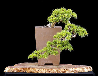 Green Prince Cedar of Lebanon, Dwarf Bonsai Evergreen Conifer - Live Plant