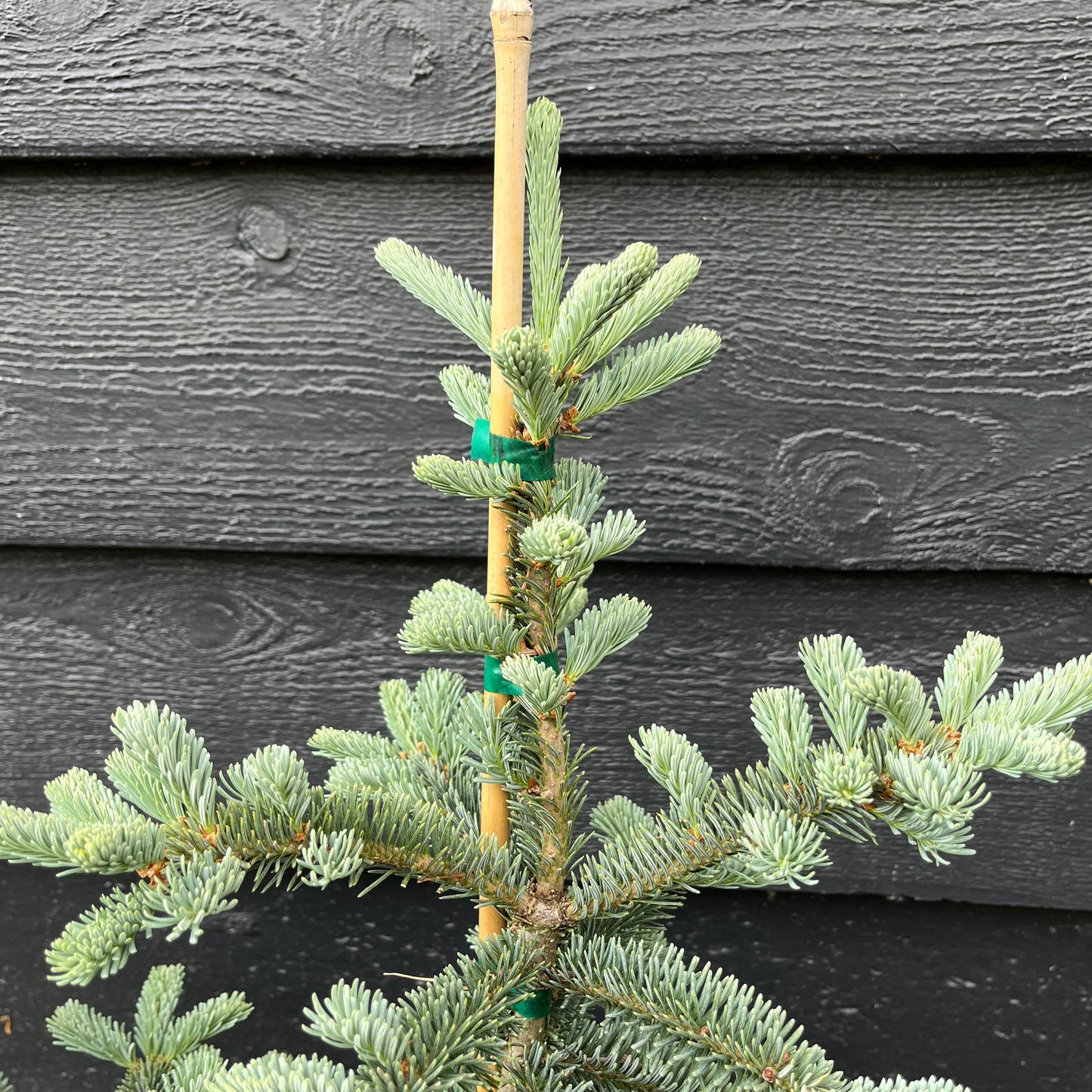 Tyler Blue Rare Dwarf Blue Balsam Fir Tree - Live Plant